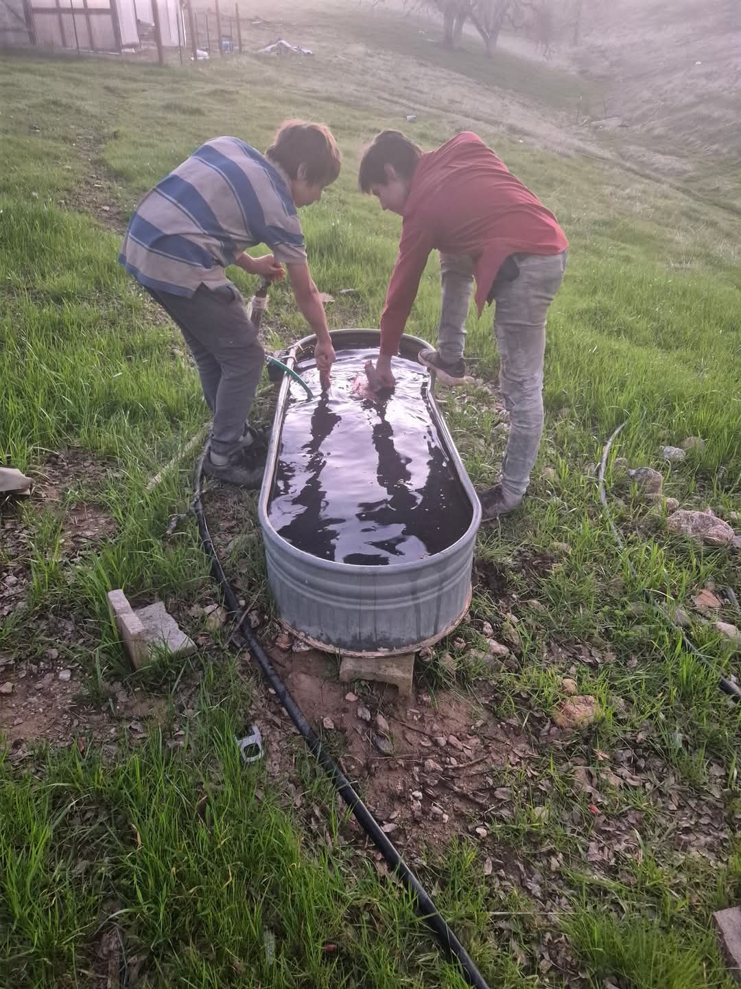 goat baptize