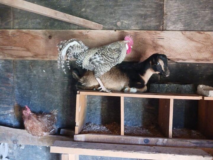 goat on the roost